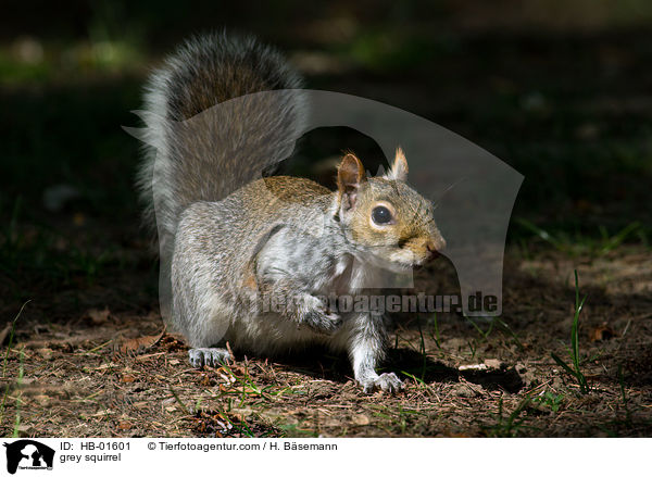 grey squirrel / HB-01601