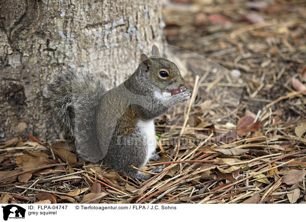 grey squirrel / FLPA-04747