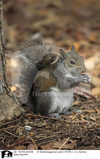Grauhrnchen / grey squirrel / FLPA-04748