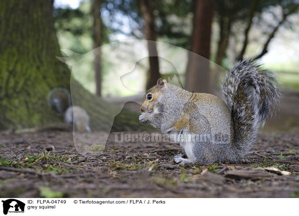 Grauhrnchen / grey squirrel / FLPA-04749