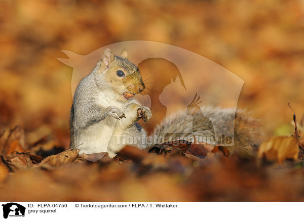 Grauhrnchen / grey squirrel / FLPA-04750