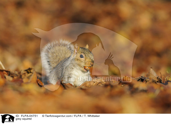 Grauhrnchen / grey squirrel / FLPA-04751