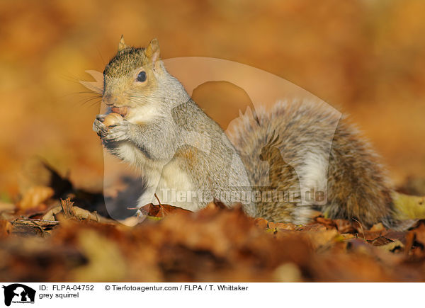 Grauhrnchen / grey squirrel / FLPA-04752