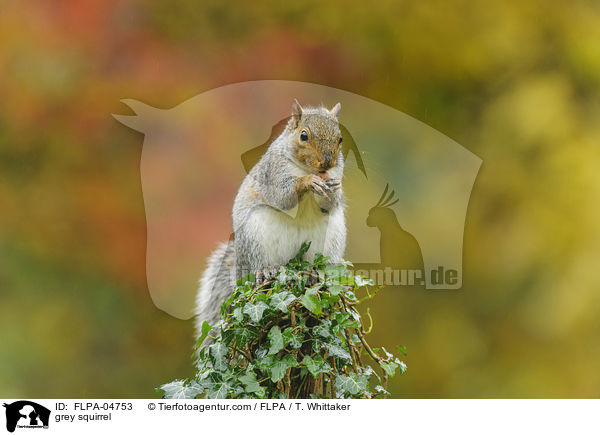 Grauhrnchen / grey squirrel / FLPA-04753