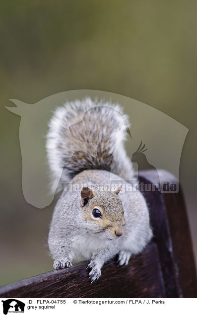 Grauhrnchen / grey squirrel / FLPA-04755