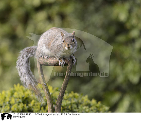 grey squirrel / FLPA-04756