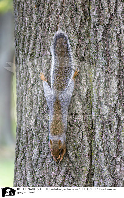 grey squirrel / FLPA-04821
