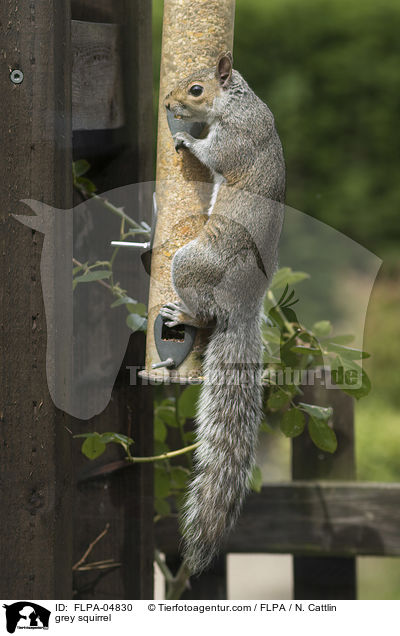 Grauhrnchen / grey squirrel / FLPA-04830