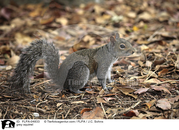 Grauhrnchen / grey squirrel / FLPA-04833