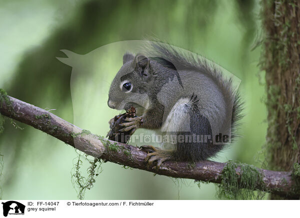 Grauhrnchen / grey squirrel / FF-14047