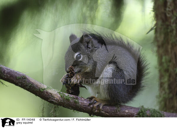 Grauhrnchen / grey squirrel / FF-14048