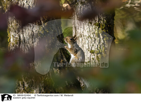 Grauh�rnchen / eastern grey squirrel / MAW-02494