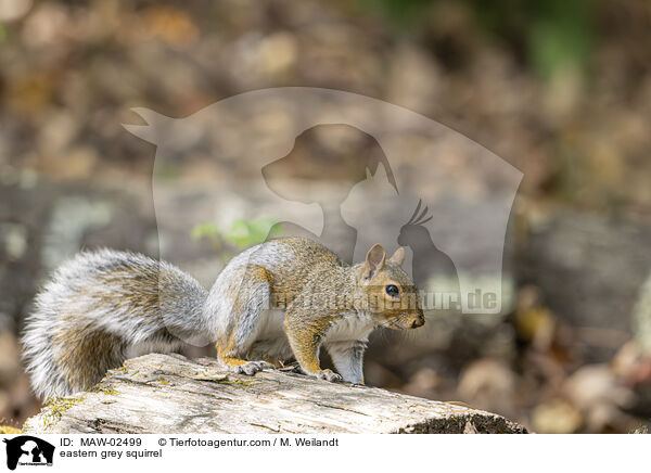 eastern grey squirrel / MAW-02499