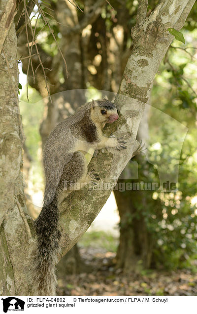 Sri-Lanka-Riesenhrnchen / grizzled giant squirrel / FLPA-04802