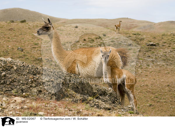 Guanako / guanaco / WS-02067