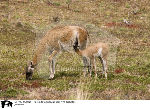 Guanako / guanaco / WS-02072