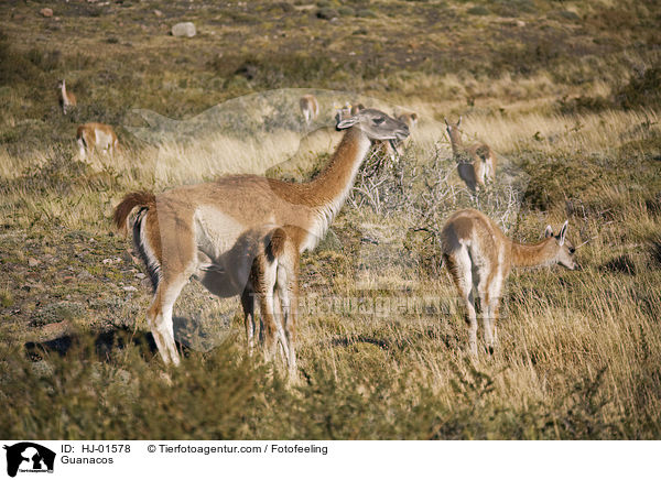 Guanakos / Guanacos / HJ-01578