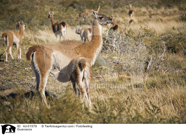 Guanakos / Guanacos / HJ-01579