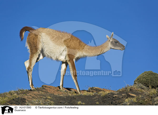 Guanako / Guanaco / HJ-01580