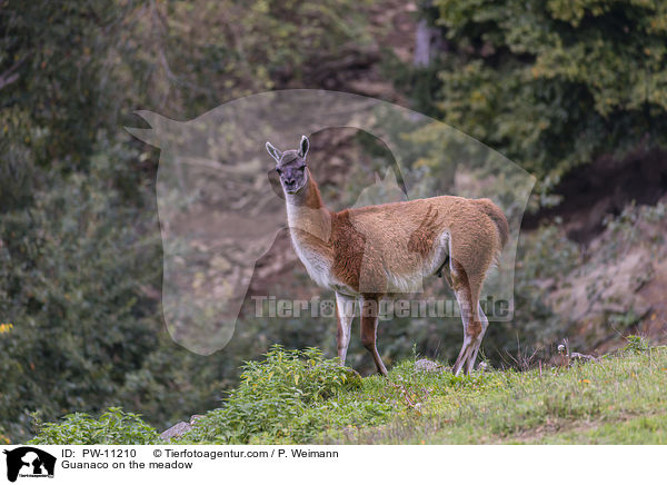 Guanaco on the meadow / PW-11210