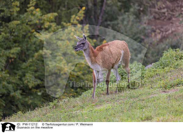 Guanaco on the meadow / PW-11212