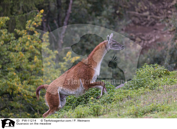 Guanako auf der Wiese / Guanaco on the meadow / PW-11214