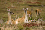 guanaco