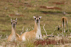 guanaco