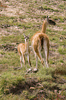 guanaco