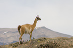 guanaco