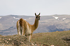 guanaco