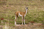 guanaco