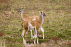 guanaco