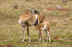 guanaco