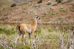 guanaco