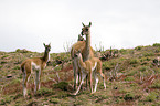 guanaco