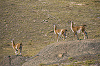 Guanaco