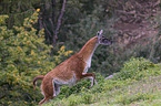 Guanaco on the meadow