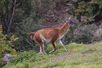 Guanaco on the meadow