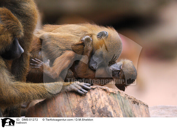 Guinea-Pavian / baboon / DMS-01272