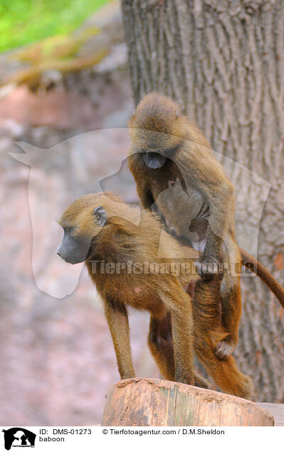 Guinea-Pavian / baboon / DMS-01273