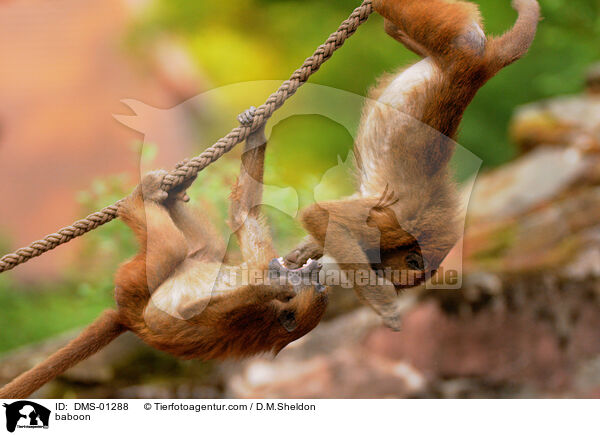 Guinea-Pavian / baboon / DMS-01288