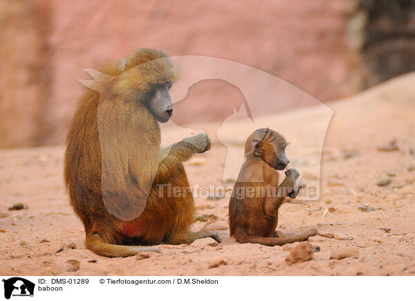 Guinea-Pavian / baboon / DMS-01289