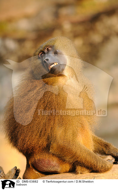 baboon / DMS-03882