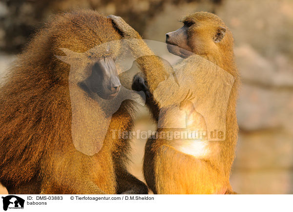 baboons / DMS-03883