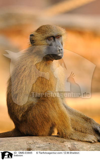 baboon / DMS-03885