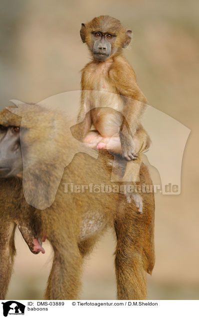 baboons / DMS-03889