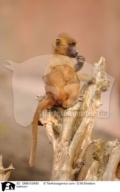 baboon / DMS-03890