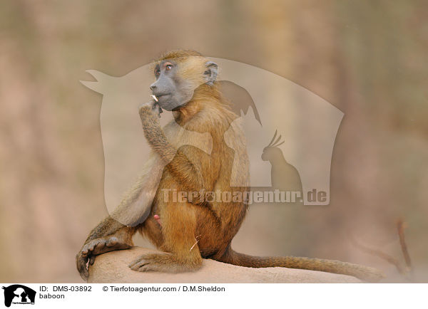 Guinea-Pavian / baboon / DMS-03892
