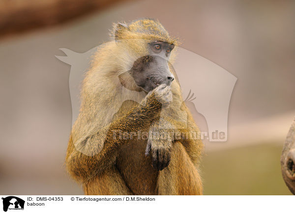 baboon / DMS-04353